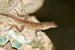 Anolis jubar