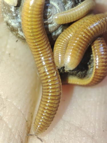 Polyzonium germanicum