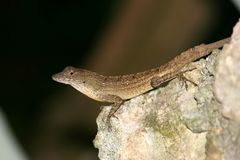 Anolis jubar