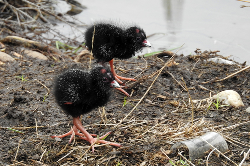 Australasian Swamphen, photo 6 of 9