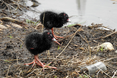 Australasian Swamphen photo 6