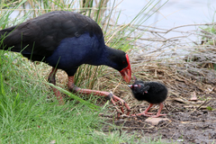 Australasian Swamphen photo 2