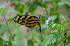 Mechanitis lysimnia utemaia