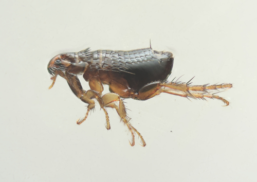 Cat flea