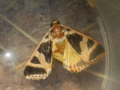 Xenogenes gloriosa