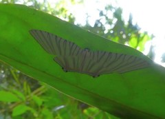 Strophidia directaria