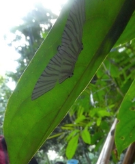 Strophidia directaria