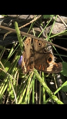 Junonia zonalis