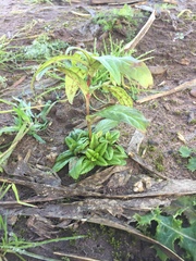 Epilobium