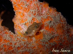 Canthigaster papua