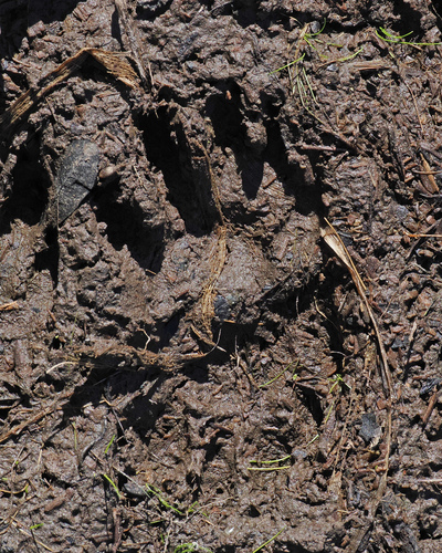 Common Raccoon photographed in Maine