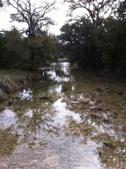 Pseudacris streckeri