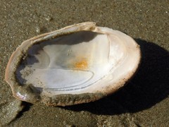 Callithaca tenerrima