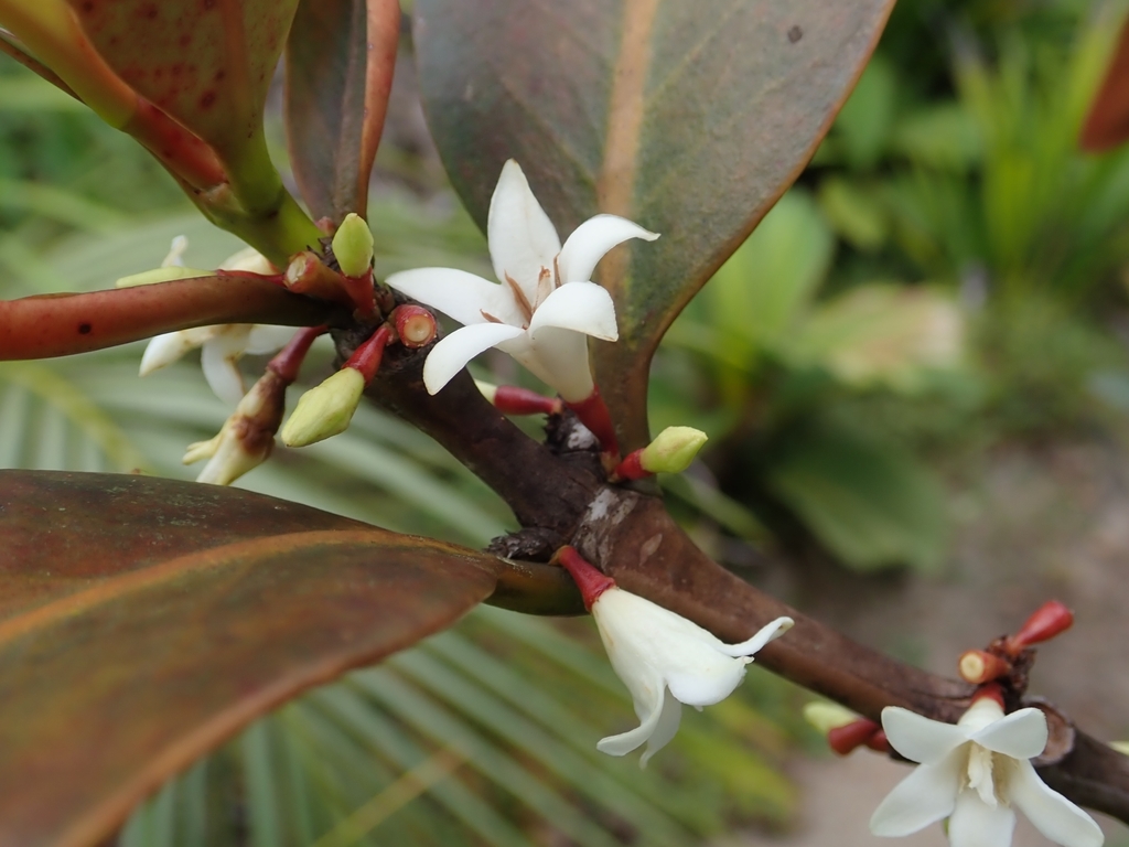 Paragenipa lancifolia