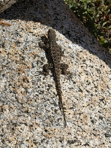 iNaturalist observation photo of Western Fence Lizard