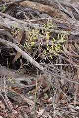 Persoonia sericea