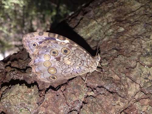 White-spotted Satyr
