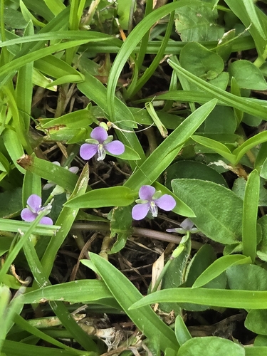 Nakedstem dewflower (Murdannia nudiflora)