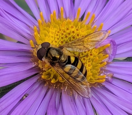 Unknown species found near Austin, MN 55912, USA