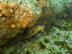 Gymnothorax nudivomer