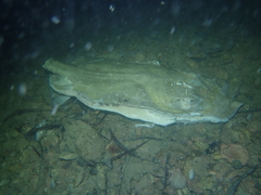 Pateobatis jenkinsii