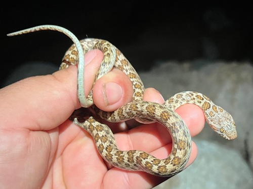 Photo of a Baja California Night Snake (Hypsiglena slevini)
