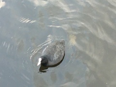 Fulica atra
