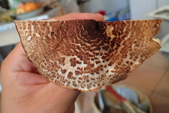 Verrucosporaceae