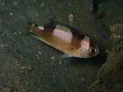 Amblypomacentrus breviceps