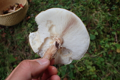 Verrucosporaceae