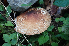 Verrucosporaceae