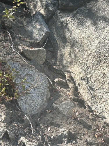 iNaturalist observation photo of Northern Pacific Rattlesnake