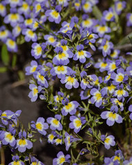 Porterella carnosula