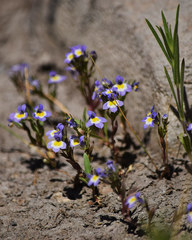 Porterella carnosula
