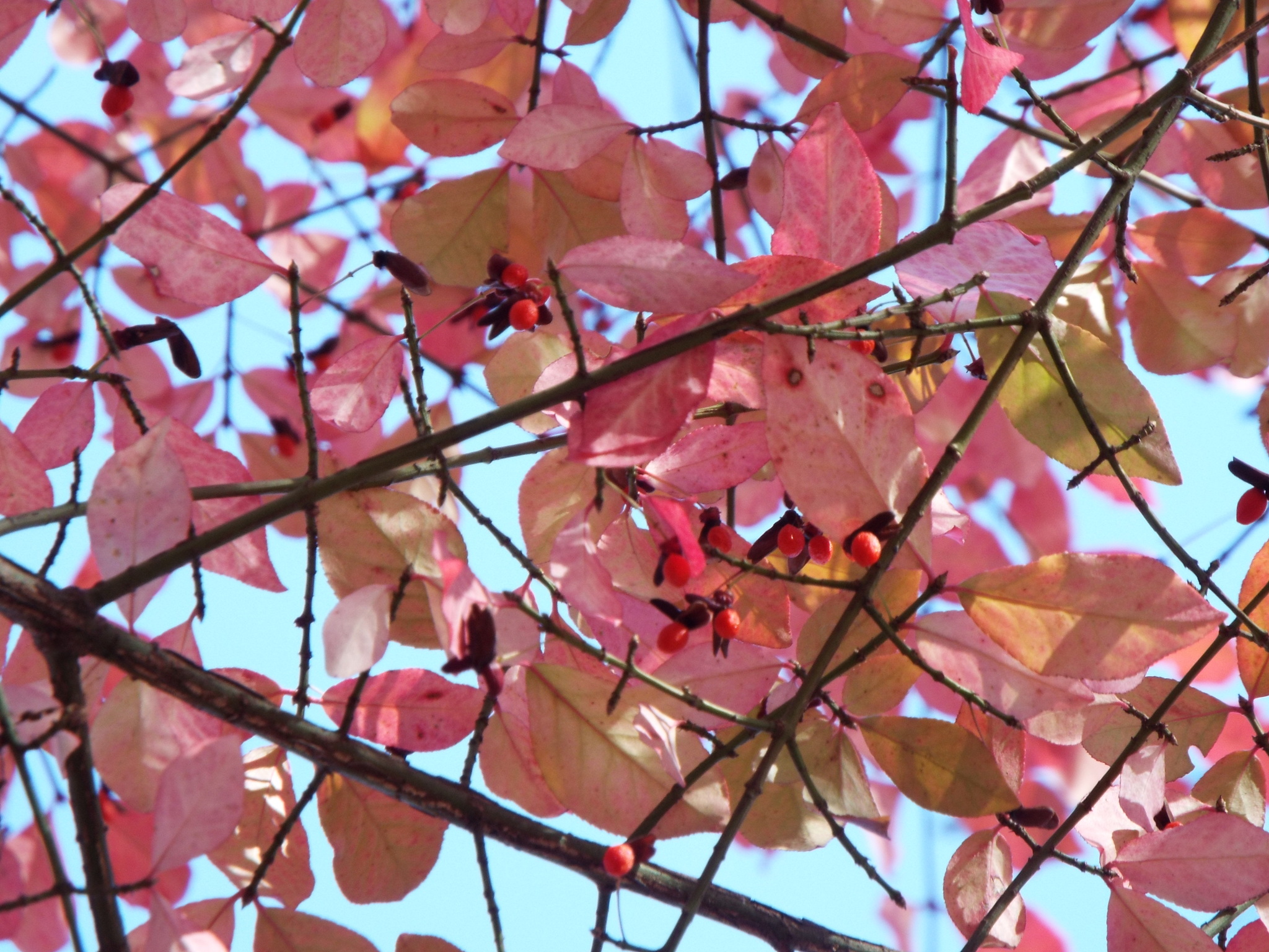 Euonymus atropurpureus var. atropurpureus