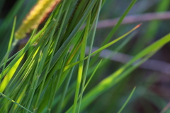 Setaria sphacelata torta