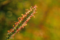 Setaria sphacelata torta