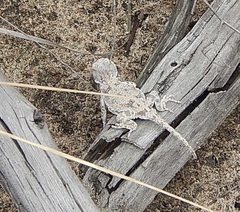 Phrynocephalus helioscopus