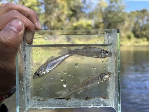 Trout-perch