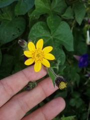 Simsia lagasceiformis