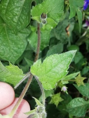 Simsia lagasceiformis