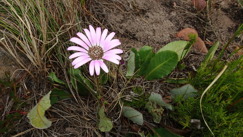 Image of Gerbera crocea by (c) Paul Emms, some rights reserved (CC BY-SA)