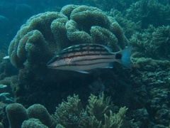 Lutjanus decussatus
