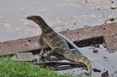 Varanus salvator macromaculatus