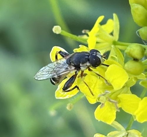 Unknown species found near Kaposia Landing, South Saint Paul, MN, US