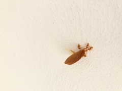 Dalceridae