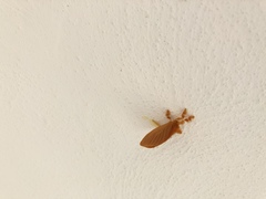 Dalceridae