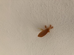 Dalceridae