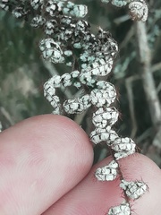 Notholaena schaffneri