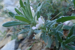 Ajuga iva iva